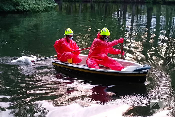 Zwaan overleden in water met Botulisme