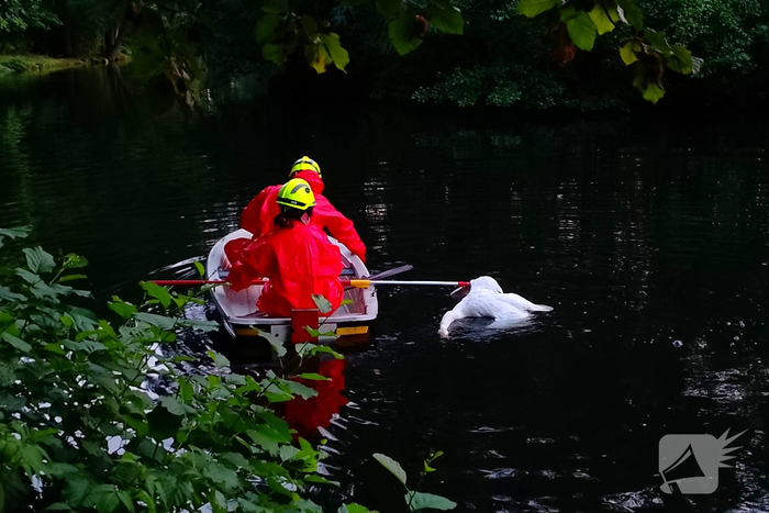 Zwaan overleden in water met Botulisme