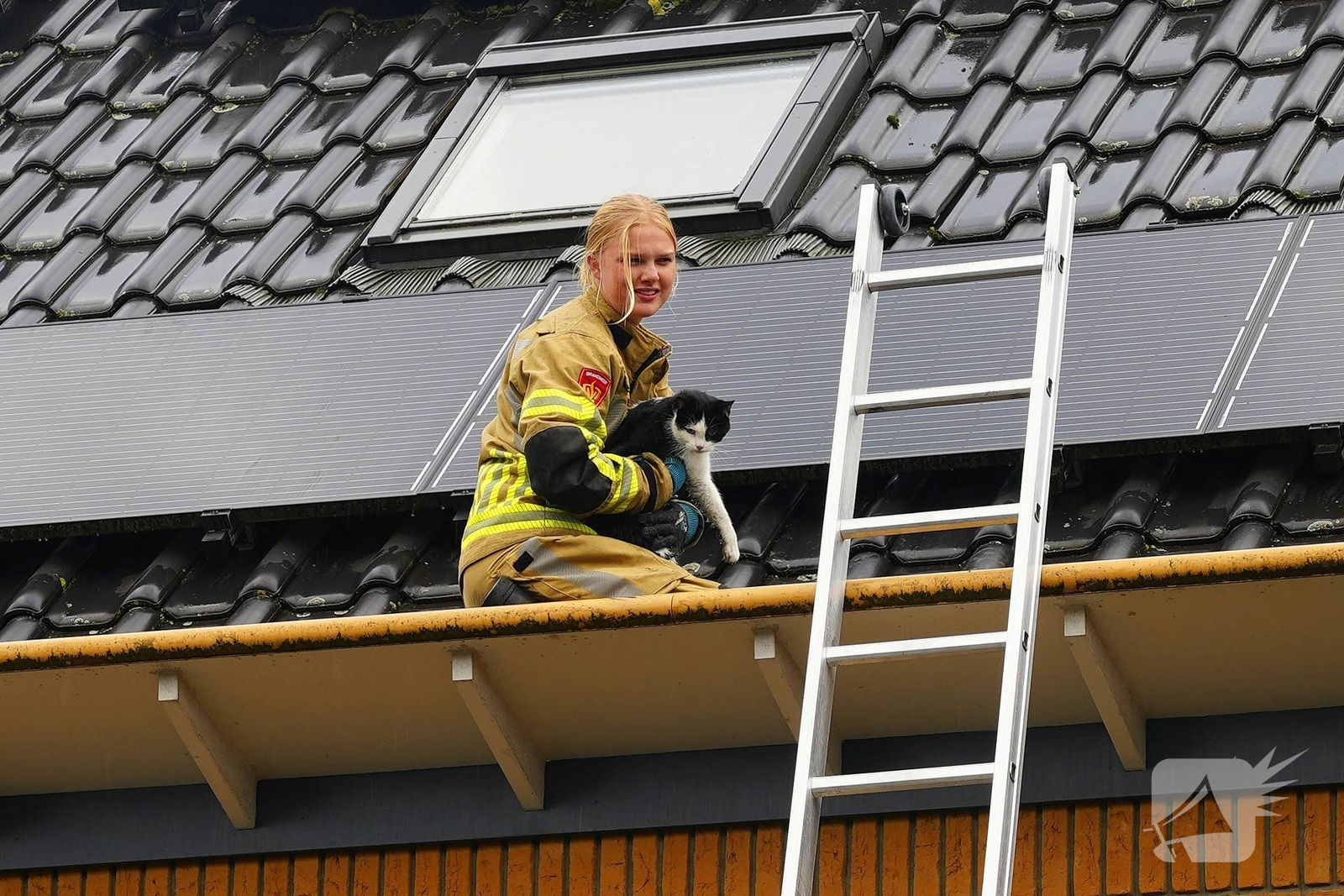 Kat vast onder zonnepanelen, brandweer in actie