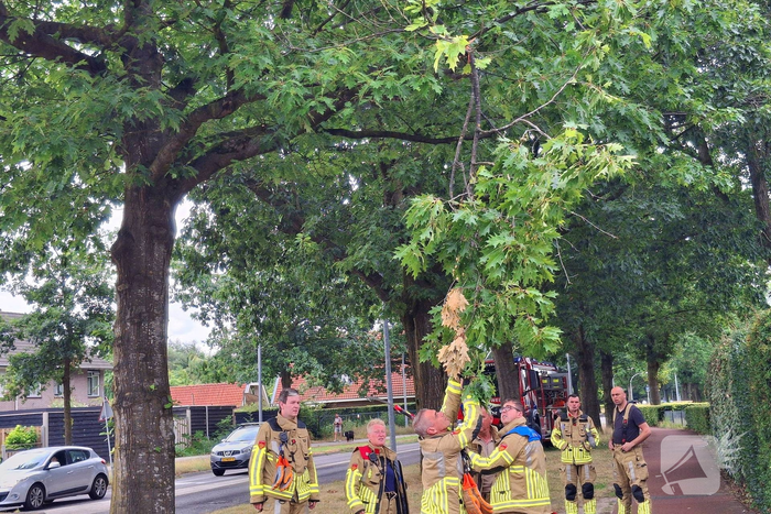 Brandweer verwijdert gevaarlijk hangende tak boven fietspad