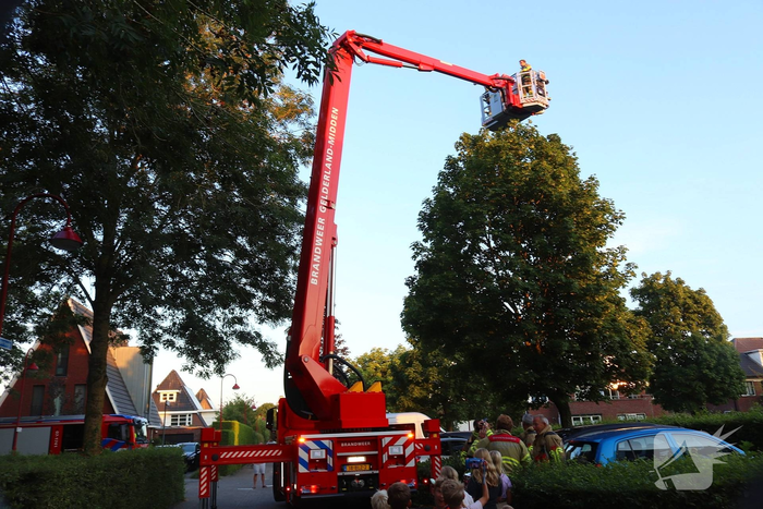 Kraai vast met poot in boom, brandweer schiet te hulp