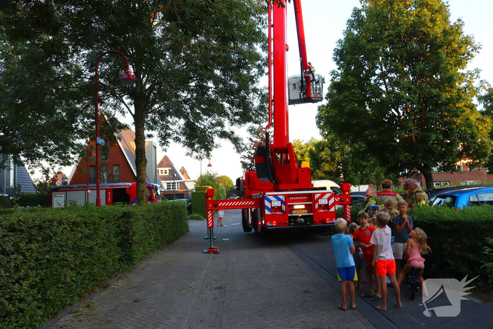 Kraai vast met poot in boom, brandweer schiet te hulp