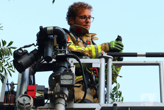Kraai vast met poot in boom, brandweer schiet te hulp