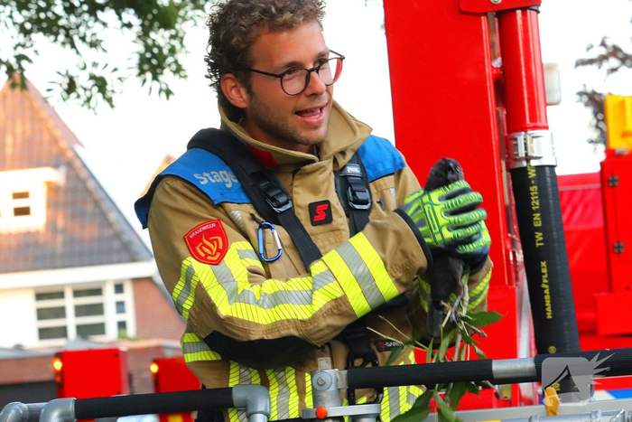 Kraai vast met poot in boom, brandweer schiet te hulp