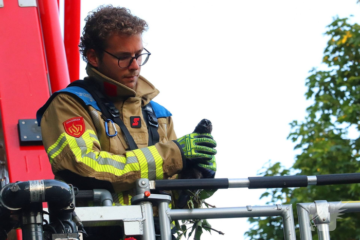 Kraai vast met poot in boom, brandweer schiet te hulp