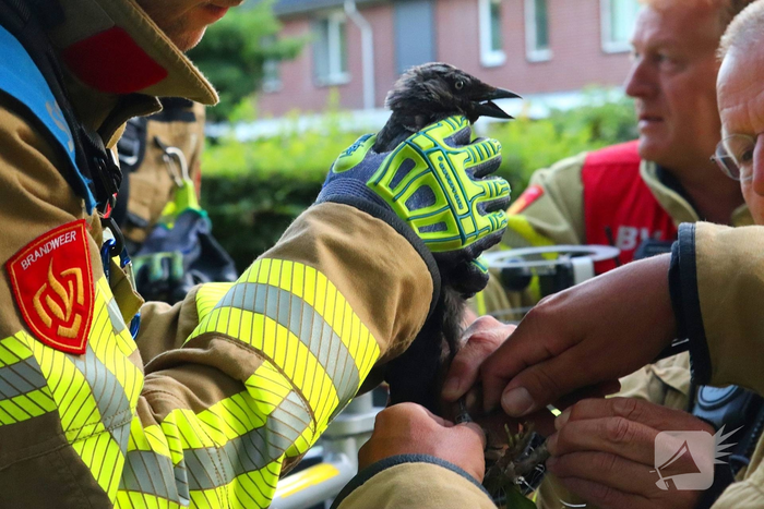 Kraai vast met poot in boom, brandweer schiet te hulp