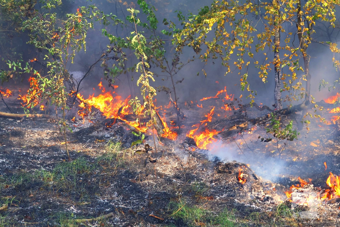 Hulpdiensten snel bij brand in bos