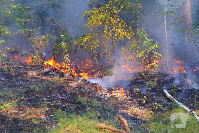 Hulpdiensten snel bij brand in bos