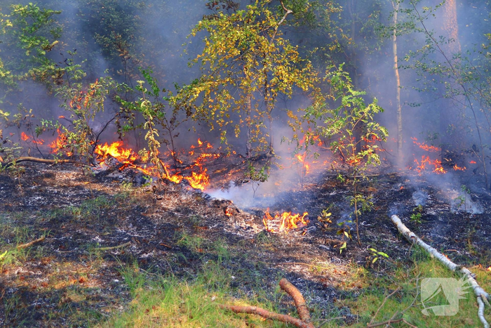 Hulpdiensten snel bij brand in bos