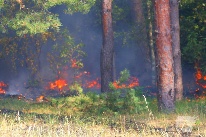 Hulpdiensten snel bij brand in bos