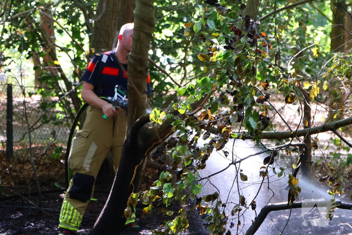Bosgrond en begroeiing zwartgeblakerd na brand