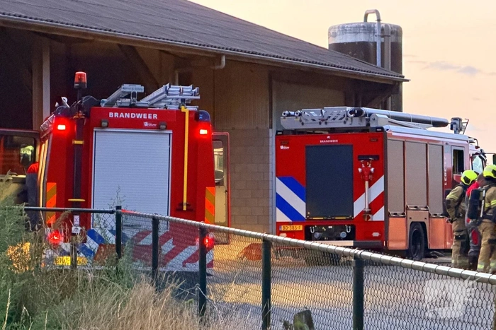 Koe belandt in mestput