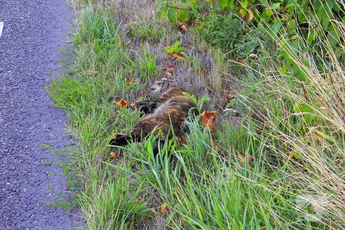ongeval ringbaan zuid weert