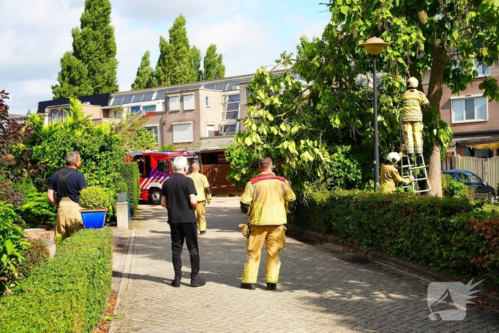 Brandweer verwijdert grote afgebroken tak