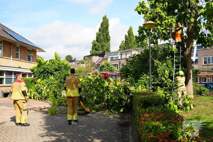 natuur zeepkruid amersfoort