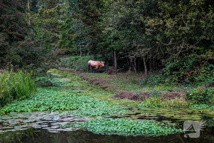 Brandweer redt stier uit greppel