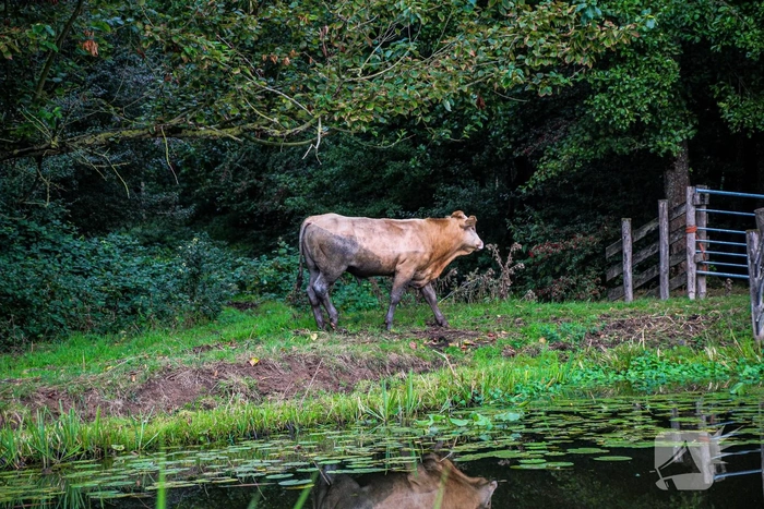 Brandweer redt stier uit greppel