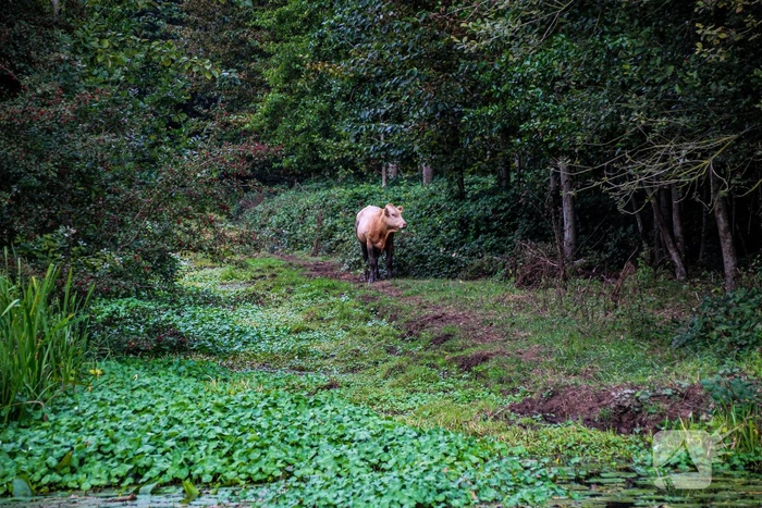 Brandweer redt stier uit greppel