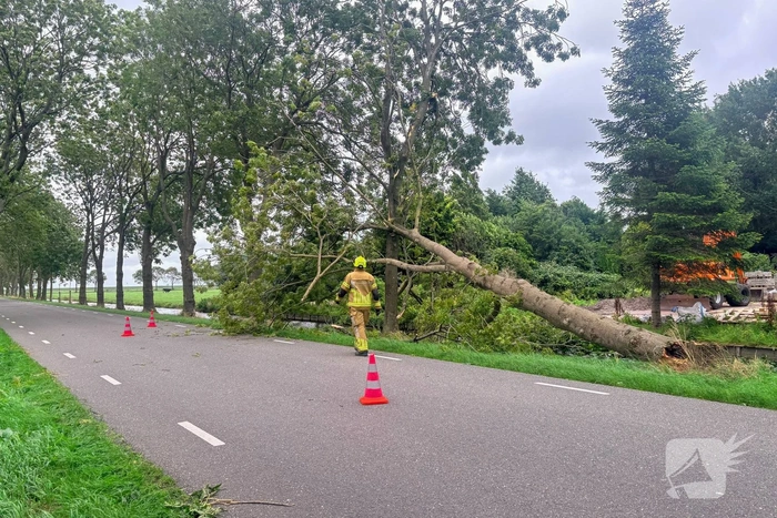 Omgevallen boom zorgt voor hinder
