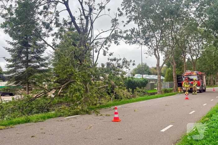 Omgevallen boom zorgt voor hinder