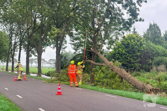 Omgevallen boom zorgt voor hinder