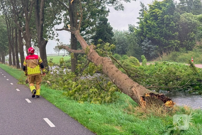 Omgevallen boom zorgt voor hinder