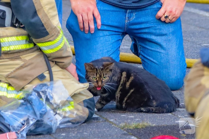 Brandweermensen redden kat uit woningbrand