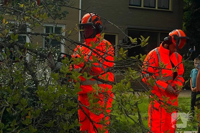 Boom valt om en belandt op voertuig