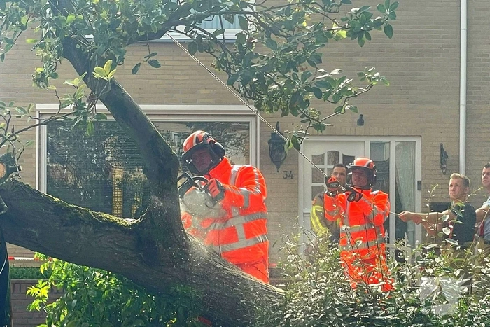 Boom valt om en belandt op voertuig