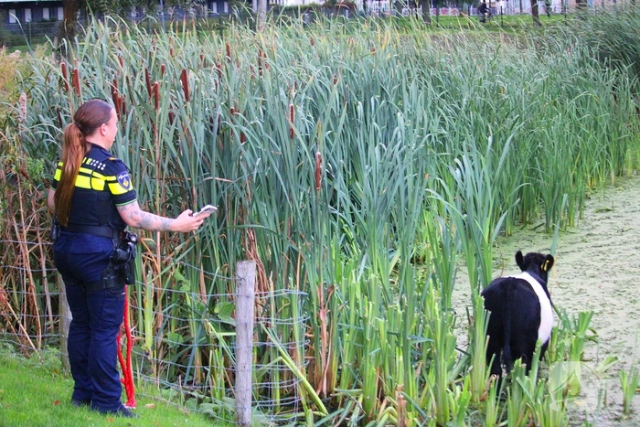 Zelfde kalf te water zorgt weer voor politie-inzet bij kinderboerderije en betrok weer veel bekijks