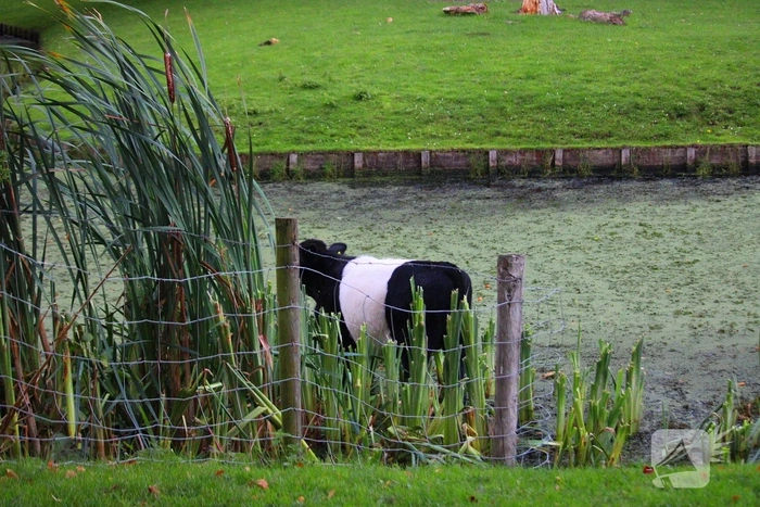 Zelfde kalf te water zorgt weer voor politie-inzet bij kinderboerderije en betrok weer veel bekijks