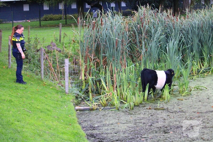 Zelfde kalf te water zorgt weer voor politie-inzet bij kinderboerderije en betrok weer veel bekijks