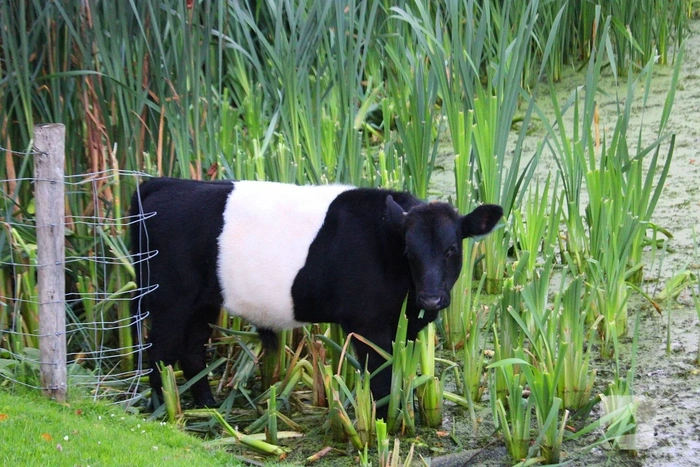 Zelfde kalf te water zorgt weer voor politie-inzet bij kinderboerderije en betrok weer veel bekijks