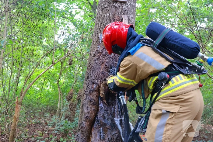 Boom in brand geblust achter school