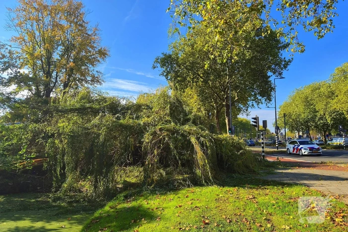 Fietser geraakt door vallende boom