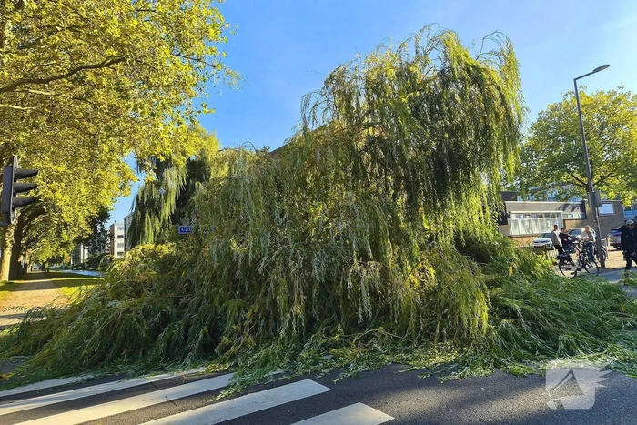Fietser geraakt door vallende boom