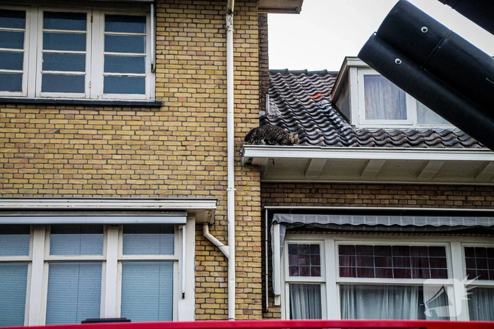 Hulpdiensten proberen kat van dak te halen