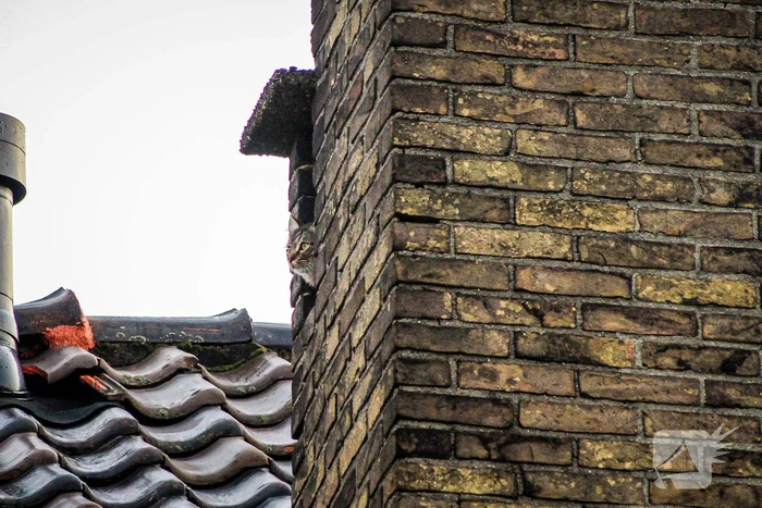 Hulpdiensten proberen kat van dak te halen