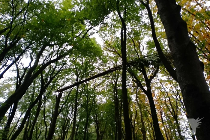 Natuurincident zorgt voor verkeershinder