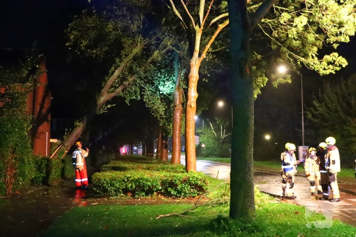 Boom valt tegen andere boom tijdens storm