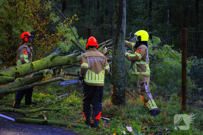 Omgevallen boom blokkeert grensovergang