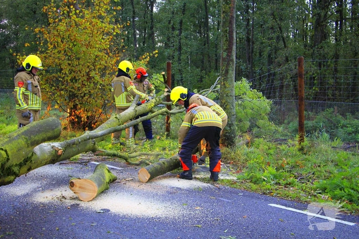 Omgevallen boom blokkeert grensovergang