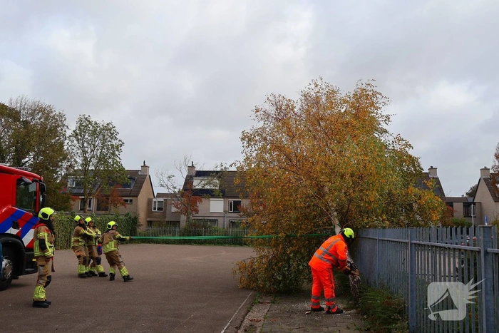 Brandweer zaagt boom gecontroleerd om