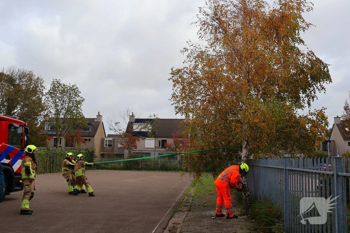 Brandweer zaagt boom gecontroleerd om