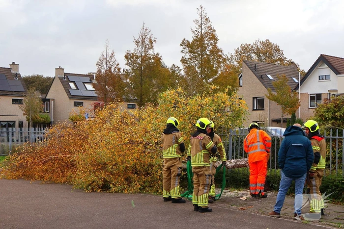 Brandweer zaagt boom gecontroleerd om