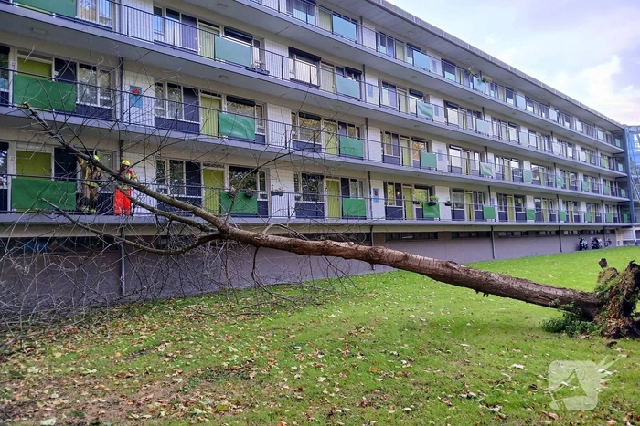 Boom waait om tegen flatgebouw