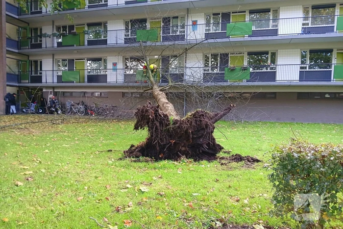 Boom waait om tegen flatgebouw