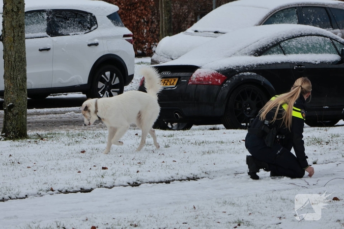 Ontsnapte hond Rylin na kat en muisspel van twee uur gevangen