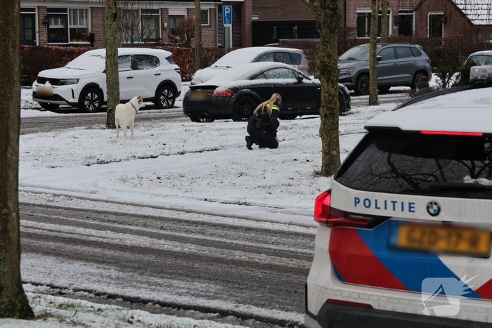 Ontsnapte hond Rylin na kat en muisspel van twee uur gevangen