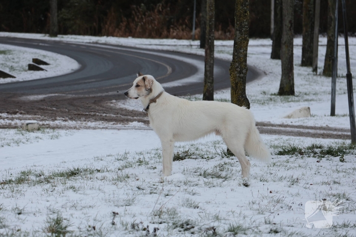 Ontsnapte hond Rylin na kat en muisspel van twee uur gevangen